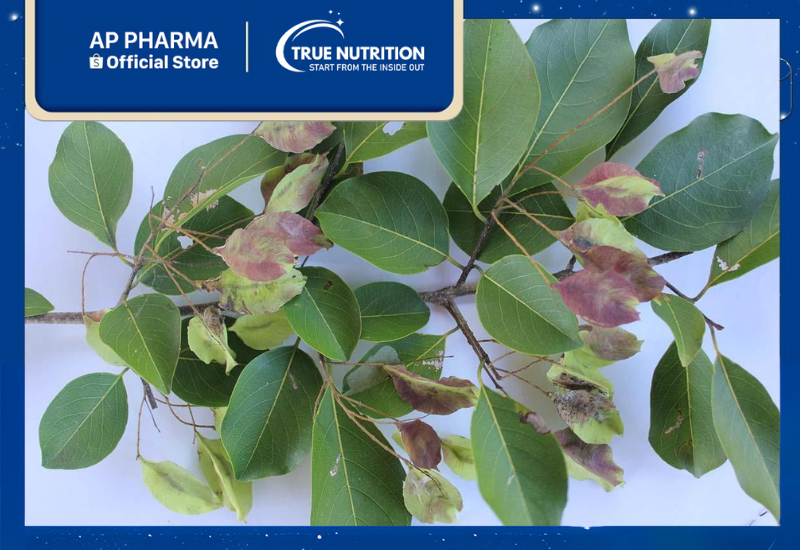 Cây Chiêu Liêu – Gỗ Bền, Quả Quý, và Lợi Ích To Lớn Cho Sức Khỏe