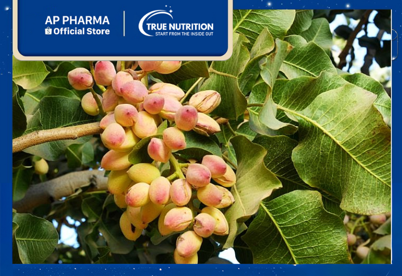 Cây Dẻ Cười: Khám Phá Công Dụng, Cách Trồng và Lợi Ích Sức Khỏe