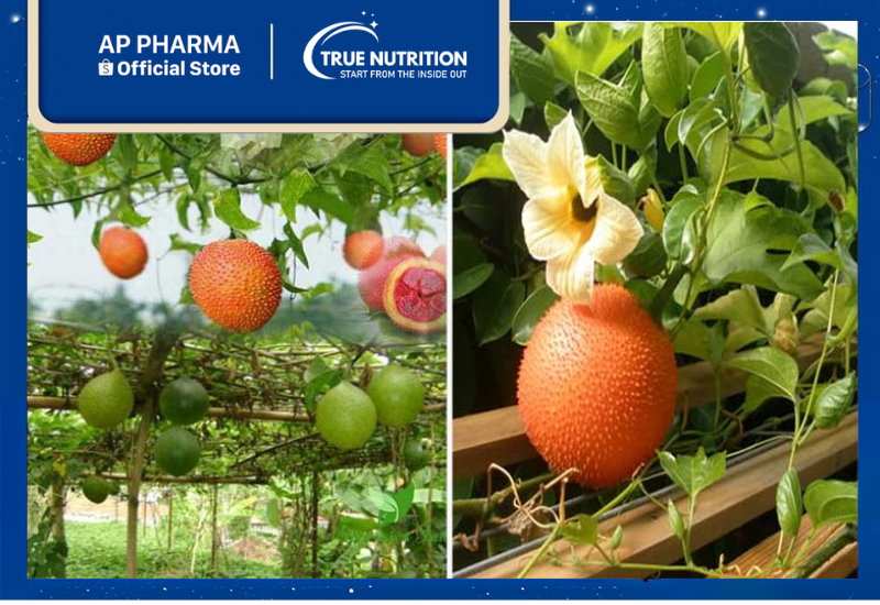 Cây Gấc: Công Dụng Tuyệt Vời, Cách Trồng và Lưu Ý Quan Trọng