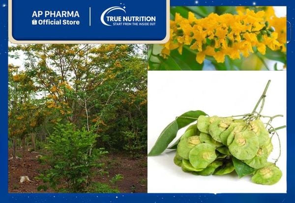 Cây Giáng Hương: Bảo Vật Tự Nhiên Với Giá Trị Kinh Tế Cao