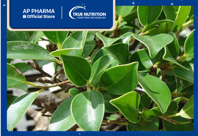 Cây Gừa: Giá Trị Dược Liệu và Các Bài Thuốc Chữa Bệnh