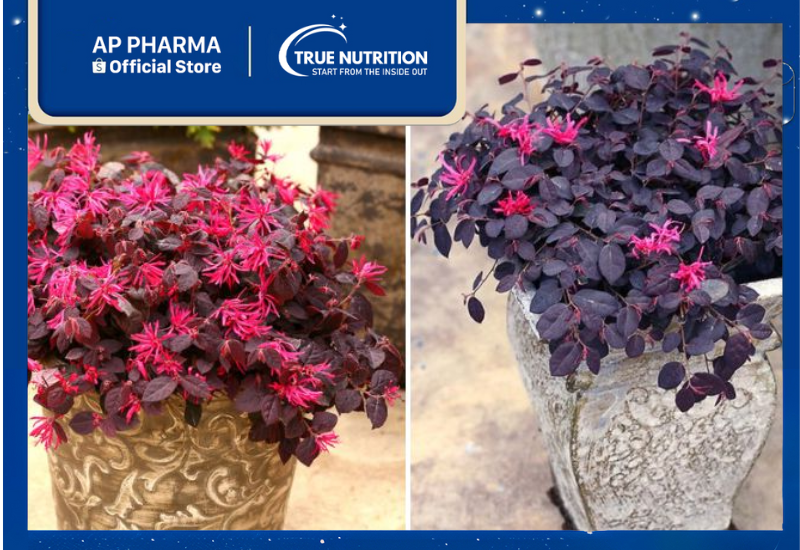 Cây Hồng Phụng: Khám Phá Vẻ Đẹp và Giá Trị Phong Thủy