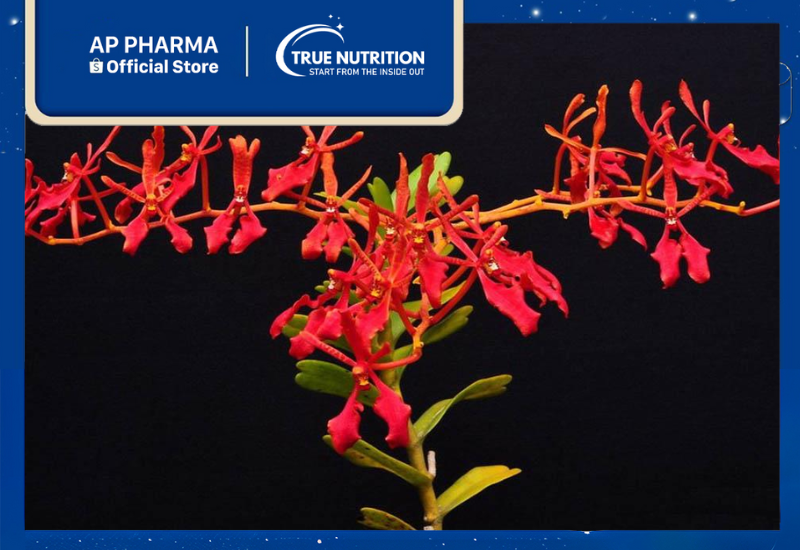 Cây Khô Mộc: Công Dụng Chữa Bệnh và Hướng Dẫn Sử Dụng Chi Tiết