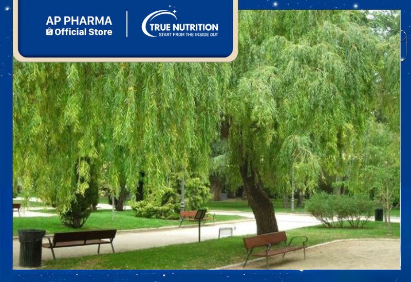 Cây Liễu Rũ: Công Dụng Y Học, Đặc Điểm và Cách Trồng Hiệu Quả