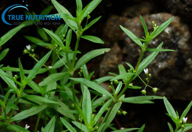 Cây Lữ Đồng Trị Bệnh Gì? Khám Phá Những Công Dụng Bất Ngờ Trong Đông Y