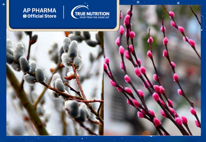 Cây Nụ Tầm Xuân: Cách Trồng và Chăm Sóc Đúng Chuẩn