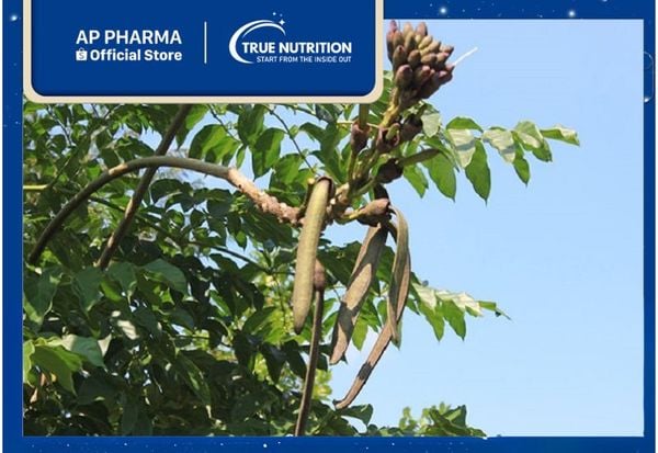 Cây Núc Nác: Giải Mã Tác Dụng, Phong Thủy Và Bài Thuốc Quý
