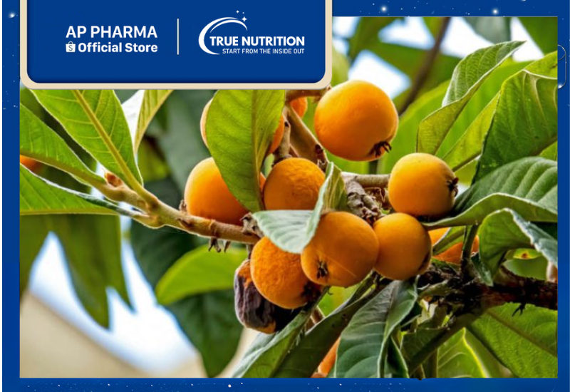 Sơn Trà Nhật Bản (Tỳ Bà): Lợi Ích Sức Khỏe Không Thể Bỏ Qua