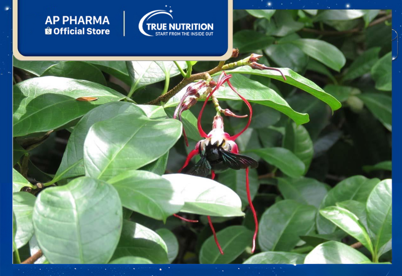 Cây Sừng Trâu: Tác Dụng Quý Hiếm Và Những Công Dụng Ít Ai Biết