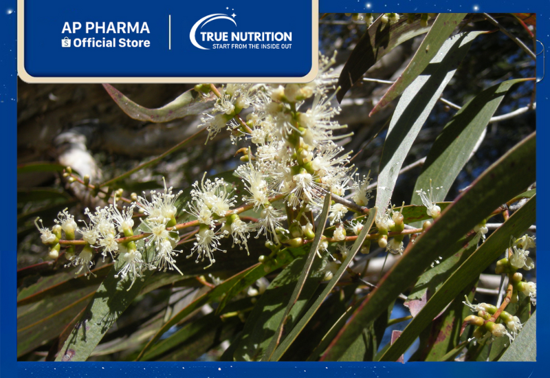 Cây Tràm Gió: Tìm Hiểu Đặc Điểm và Lợi Ích Tuyệt Vời