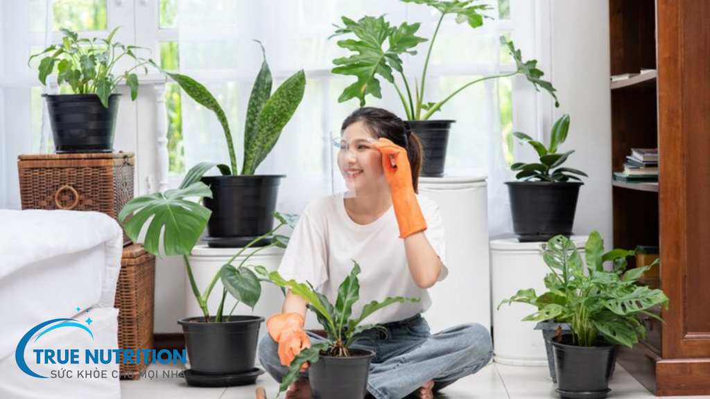 Không Ngờ! 8 Loại Cây Trong Nhà Thanh Lọc Không Khí Tốt Đến Vậy!