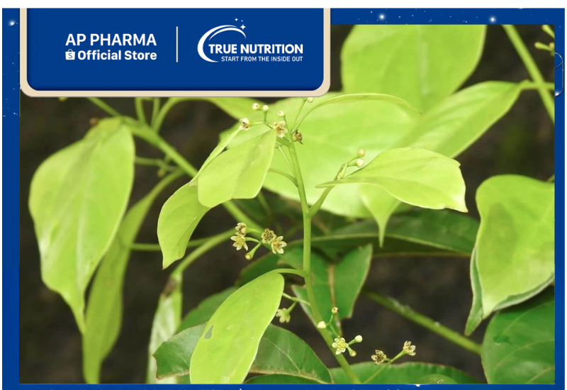 Cây Xá Xị: Công Dụng Tuyệt Vời và Cách Trồng Đơn Giản