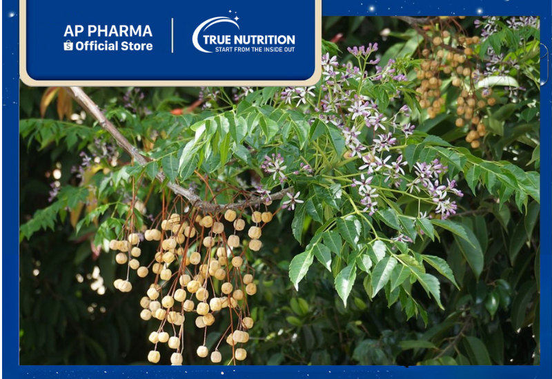 Cây Xoan : Dược Liệu Quý và Cách Sử Dụng Hiệu Quả