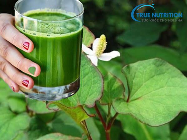 Bí Mật Khó Tin Của Rau Diếp Cá: Thần Dược Cho Sức Khỏe Bạn Đã Bỏ Qua