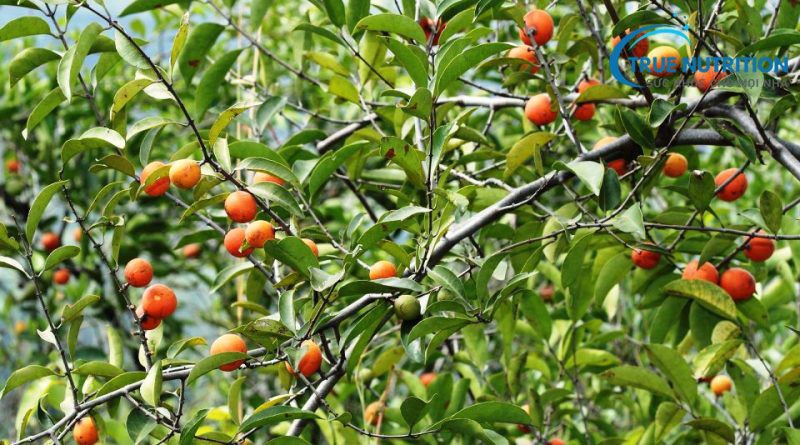 “Cây Salasia” Là Bước Đột Phá Trong Điều Trị Bệnh Tiểu Đường?