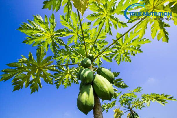 Lợi ích bất ngờ từ “đu đủ xanh” mà nhiều người có thể không biết