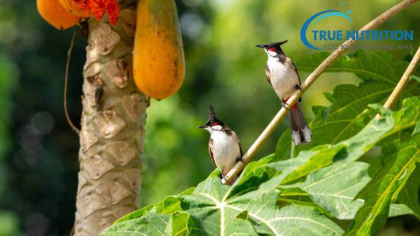 Sự Thật Đằng Sau Tác Dụng Điều Trị Ung Thư Của Lá Đu Đủ