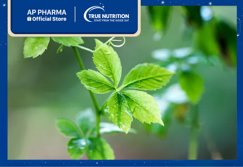 Giảo Cổ Lam – Những Công Dụng Tuyệt Vời và Lợi Ích Cho Sức Khỏe