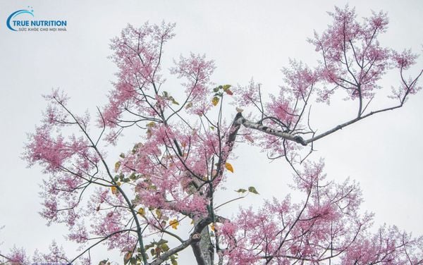 Cây Ngô Đồng Thân Gỗ: Ý Nghĩa Phong Thủy, Công Dụng Đặc Biệt