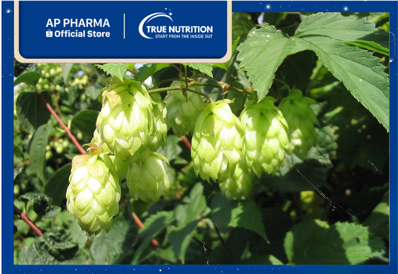 Hoa Bia: Cây Thuốc Quý và Tác Dụng Kỳ Diệu