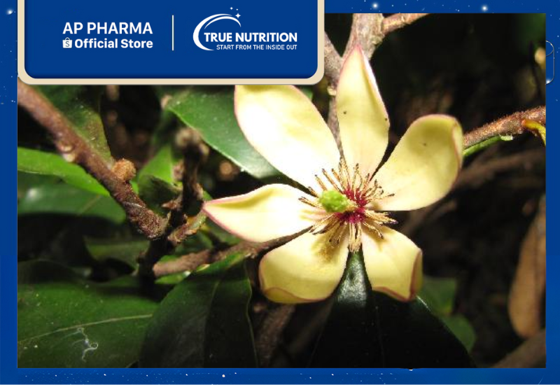 Hoa Hàm Tiếu: Từ Đặc Điểm Tự Nhiên Đến Ứng Dụng Dược Lý Hữu Ích