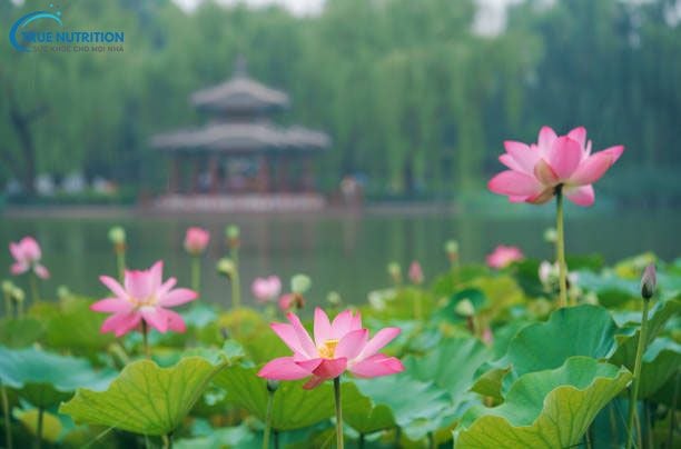 Hoa Sen Đẹp Nhất Khi Nào? Bí Quyết Chọn Sen Nở Đúng Mùa, Đúng Thời Điểm