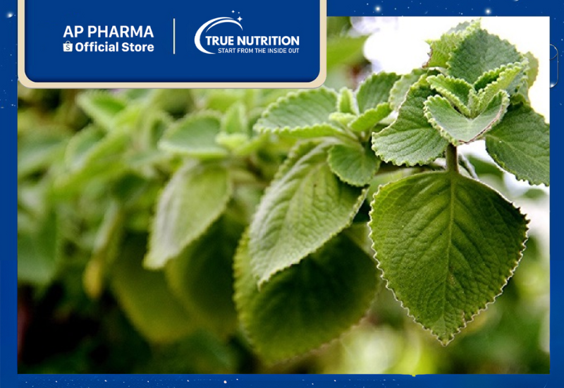 Húng chanh: Cách Trồng, Chăm Sóc và Lợi Ích Từ Cây Thảo Dược Này