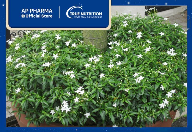 Mai Vạn Phúc: Giải Pháp Thanh Lọc Không Khí Cho Ngôi Nhà