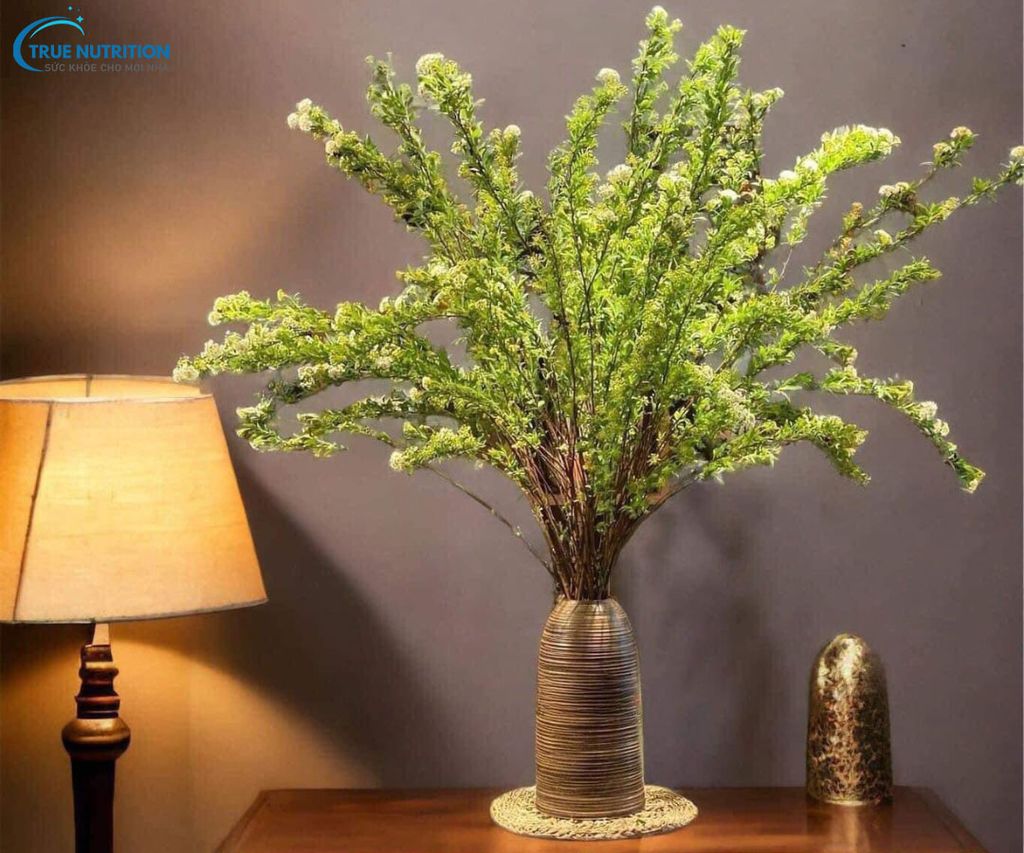 Mua Hoa Tiểu Tú Cầu Ở Đâu? Có Bền Không? Cách Dưỡng Tiểu Tú Cầu?