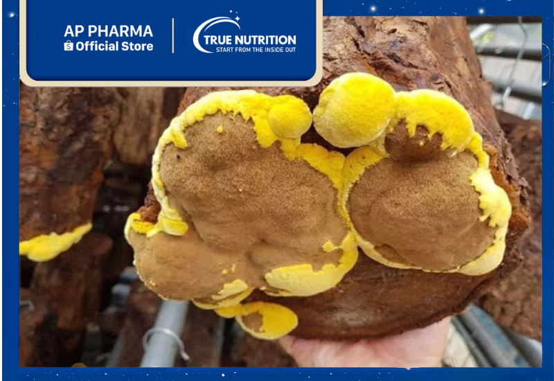 Nấm Thượng Hoàng: Tiềm Năng Chữa Bệnh Đáng Kinh Ngạc