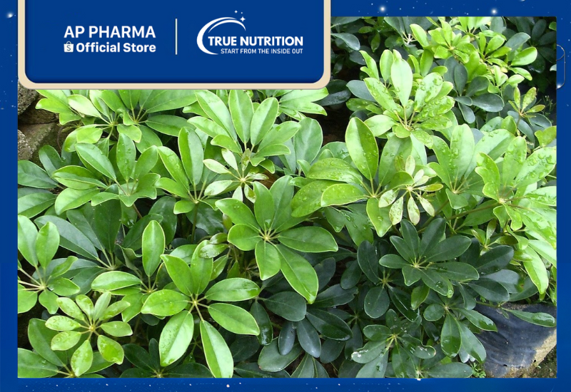 Cây Ngũ Gia Bì Chân Chim:Lợi Ích Sức Khỏe và Cách Trồng Hiệu Quả