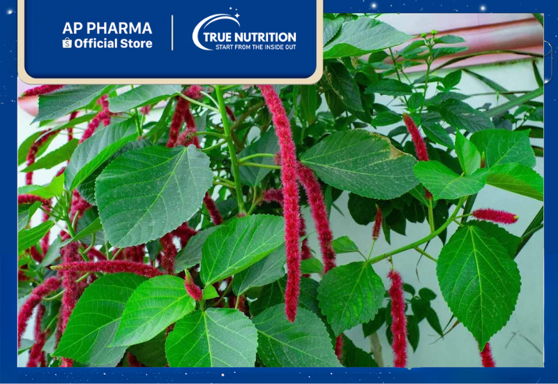 Đuôi Chồn: Từ Đặc Điểm Hình Thái Đến Ứng Dụng Y Dược