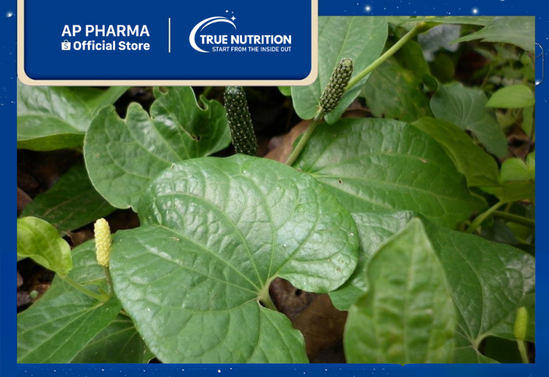 Cây Tiêu: Những Điều Cần Biết Về Trồng Trọt và Lợi Ích