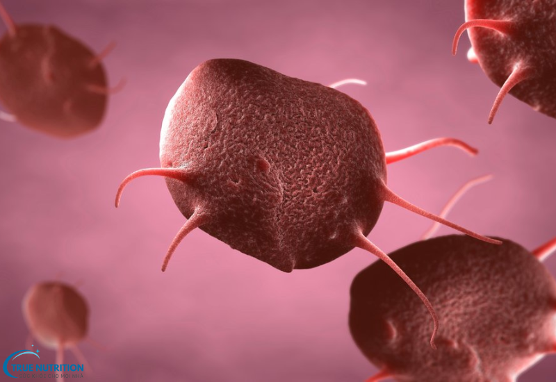 Triệu Chứng Bệnh Giảm Tiểu Cầu Bạn Cần Lưu Ý Để Bảo Vệ Sức Khỏe