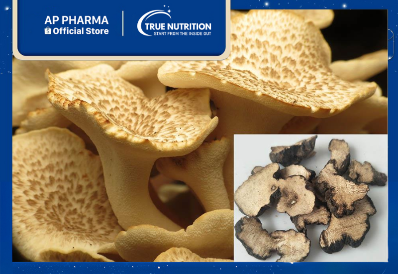 Trư Linh: Đặc Điểm, Công Dụng và Các Bài Thuốc Cổ Truyền