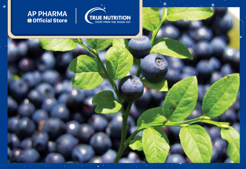 Cây Việt Quất Đen: Tìm Hiểu Cách Trồng và Lợi Ích Cho Sức Khỏe