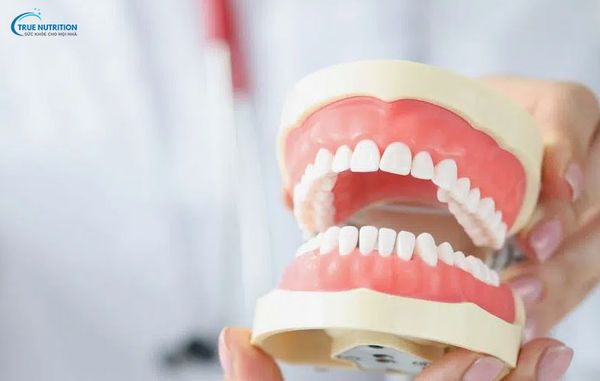 Khớp Cắn Chuẩn Cách Xác Định - Nhìn Nghiêng Khớp Cắn Chuẩn