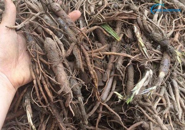 Rễ Cau Ngâm Rượu: Cách Làm, Tác Dụng, Bài Thuốc