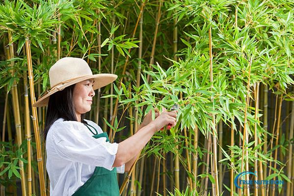 Cây Trúc: Phong Thủy, Ý Nghĩa Văn Hóa Sâu Sắc Và Cách Trồng Để Tạo May Mắn