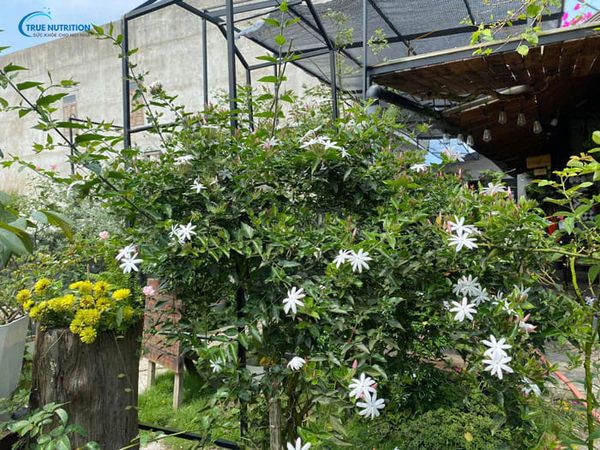 Cây Nguyệt Quế Leo Có Ý Nghĩa Gì? Nở Mùa Nào? Cách Trồng, Chăm Sóc