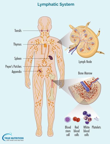 U Lympho Không Hodgkin sống được bao lâu?