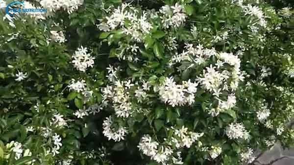 Cây Nguyệt Quế Leo Có Ý Nghĩa Gì? Nở Mùa Nào? Cách Trồng, Chăm Sóc