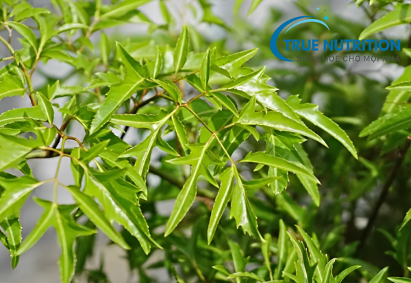 chữa hp dạ dày bằng lá vối và đinh lăng