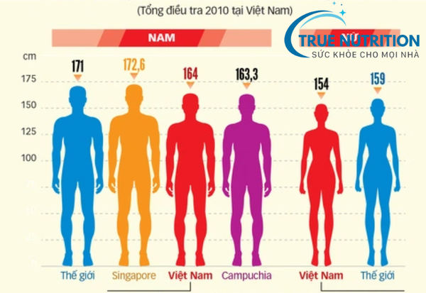 Chiều Cao Lý Tưởng Của Nam Giới Việt Nam