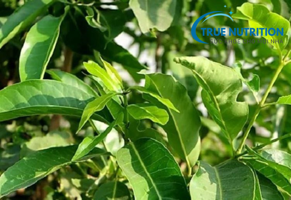 chữa hp dạ dày bằng lá vối và đinh lăng