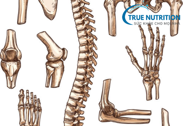 Số Lượng Xương Khớp Trong Cơ Thể: Thông Tin Cần Biết