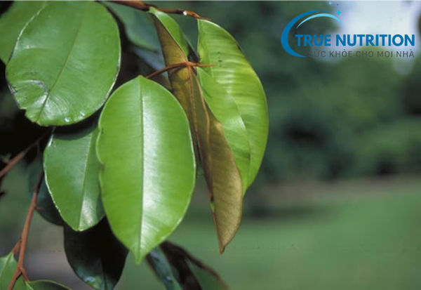 lá vú sữa có chữa được bệnh dạ dày không