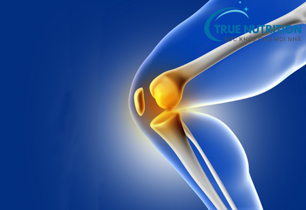 Số Lượng Xương Khớp Trong Cơ Thể: Thông Tin Cần Biết