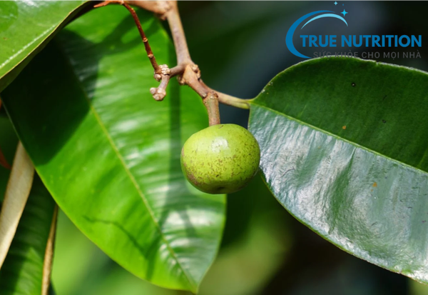 lá vú sữa có chữa được bệnh dạ dày không