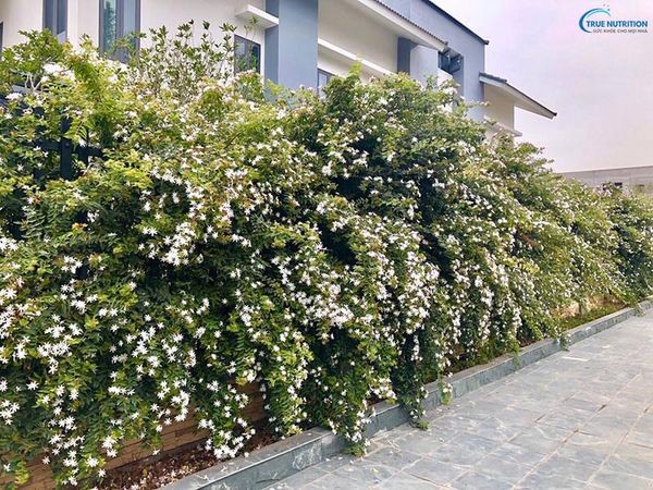 Cây Nguyệt Quế Leo Có Ý Nghĩa Gì? Nở Mùa Nào? Cách Trồng, Chăm Sóc